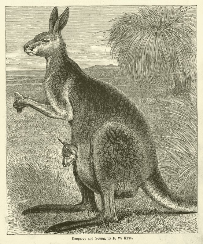Känguru und Junges (Gravur) von Friedrich Wilhelm Keyl