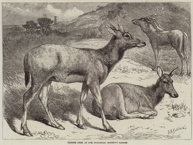 Chinesische Hirsche im Garten der Zoologischen Gesellschaft von George Bouverie Goddard