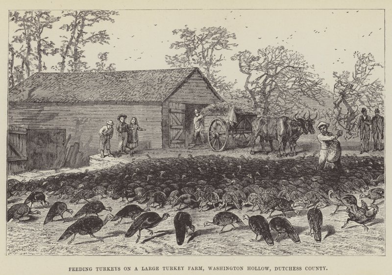Fütterung von Truthähnen auf einer großen Truthahnfarm, Washington Hollow, Dutchess County von George Augustus Sala