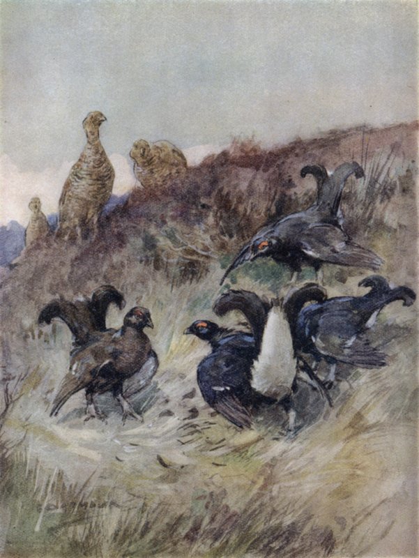 Illustration für Die Geschichte eines Rotwilds von George Denholm Armour