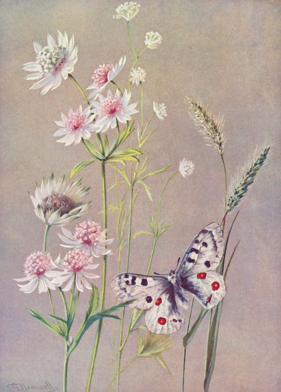 Astrantia major, A minor und der Apollofalter von George Jackson Flemwell