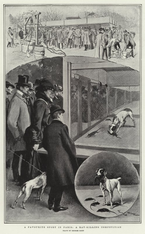 Ein beliebter Sport in Paris, ein Ratten-Tötungswettbewerb von Georges Bertin Scott