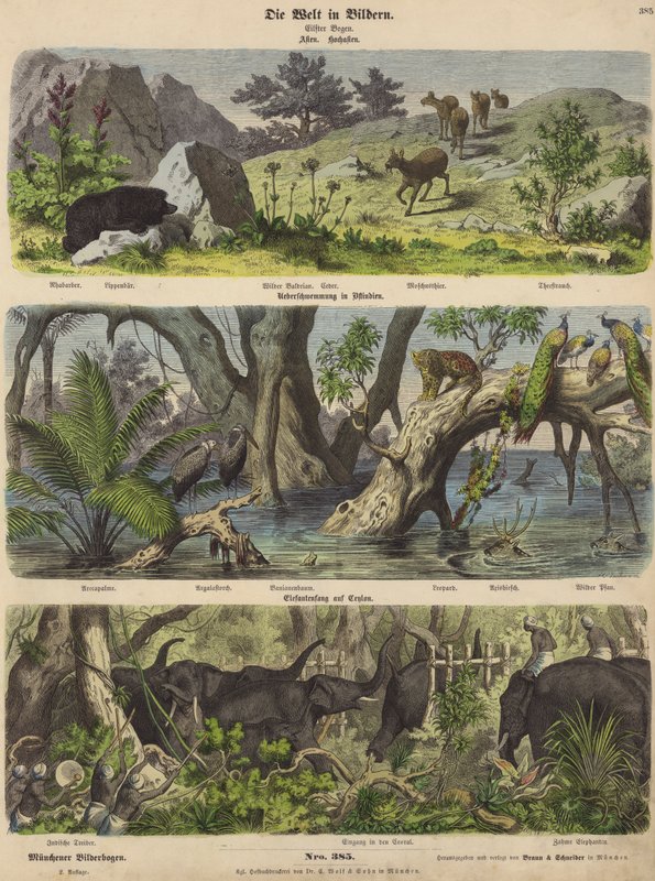 Asien: Bergtiere und Pflanzen; Überschwemmung in Ostindien; Elefantenfang in Ceylon von German School