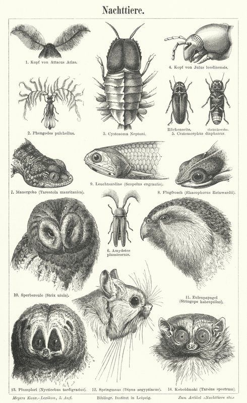 Nachtaktive Tiere (Stich) von German School