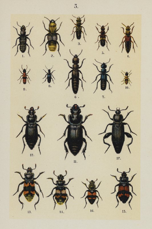 Tafel aus Das Handbuch des jungen Käfersammlers von German School