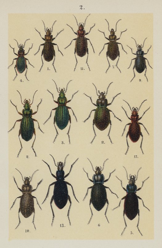Tafel aus The Young Beetle-Collector