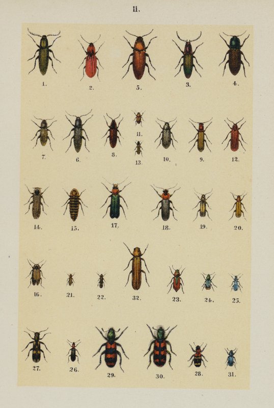Tafel aus dem Handbuch des jungen Käfersammlers von German School