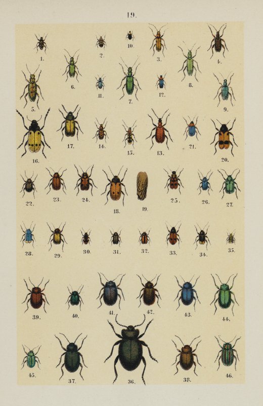 Tafel aus dem Handbuch des jungen Käfersammlers von German School