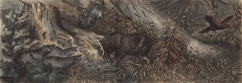 Tierwelt Nordrusslands von German School