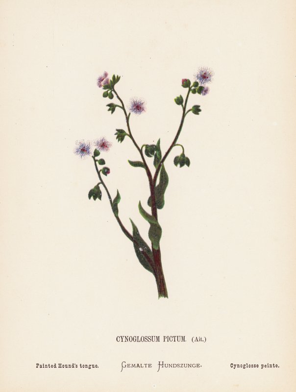 Wildblumen des Heiligen Landes: Cynoglossum Pictum, Ait; Bemalte Hundszunge von Hannah Zeller