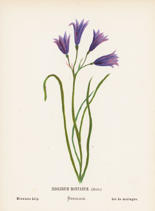 Wildblumen des Heiligen Landes: Ixiolirium Montanum, Kraut; Berglilie von Hannah Zeller
