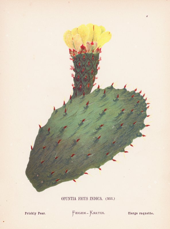 Wildblumen des Heiligen Landes: Opuntia Ficus Indica, Mill; Feigenkaktus von Hannah Zeller