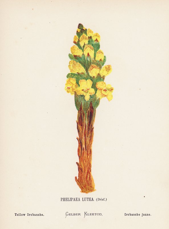 Wildblumen des Heiligen Landes: Phelipaea Lutea, Desf; Gelbe Orobanche von Hannah Zeller