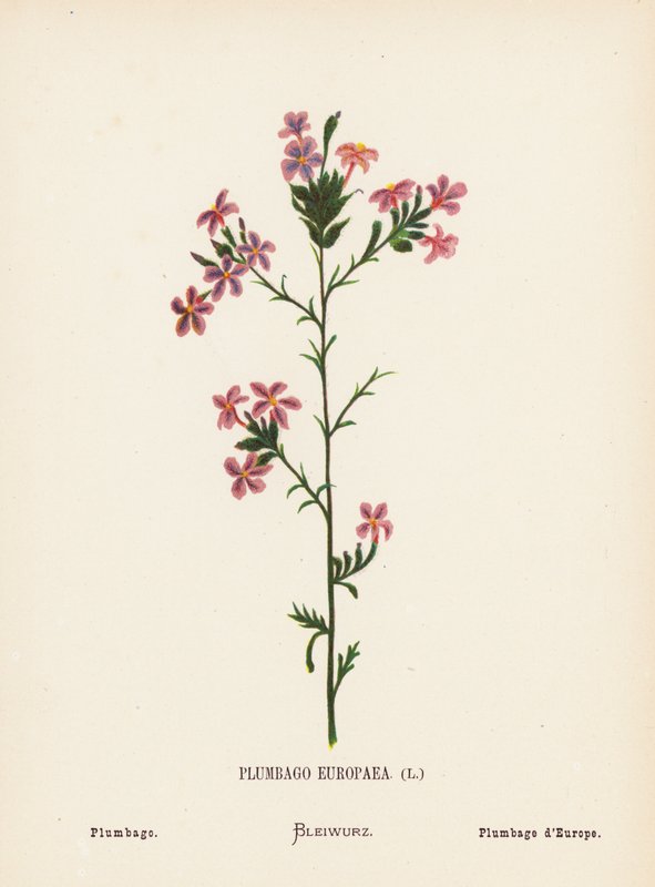 Wildblumen des Heiligen Landes: Plumbago Europaea; Plumbago von Hannah Zeller