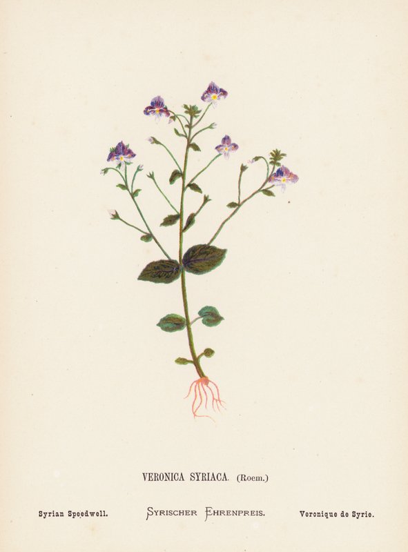 Wildblumen des Heiligen Landes: Veronica Syriaca, Roem; Syrischer Ehrenpreis von Hannah Zeller