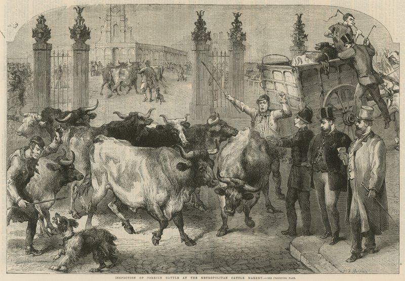 Inspektion von ausländischem Vieh auf dem Metropolitan Cattle Market von Harden Sidney (after) Melville