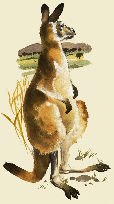 Das Känguru von Harold Tamblyn Watts