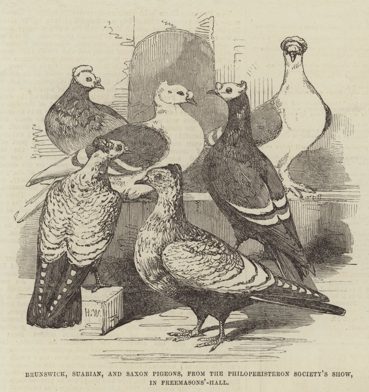 Brunswick-, Schwaben- und Sachsen-Tauben, von der Philoperisteron Society