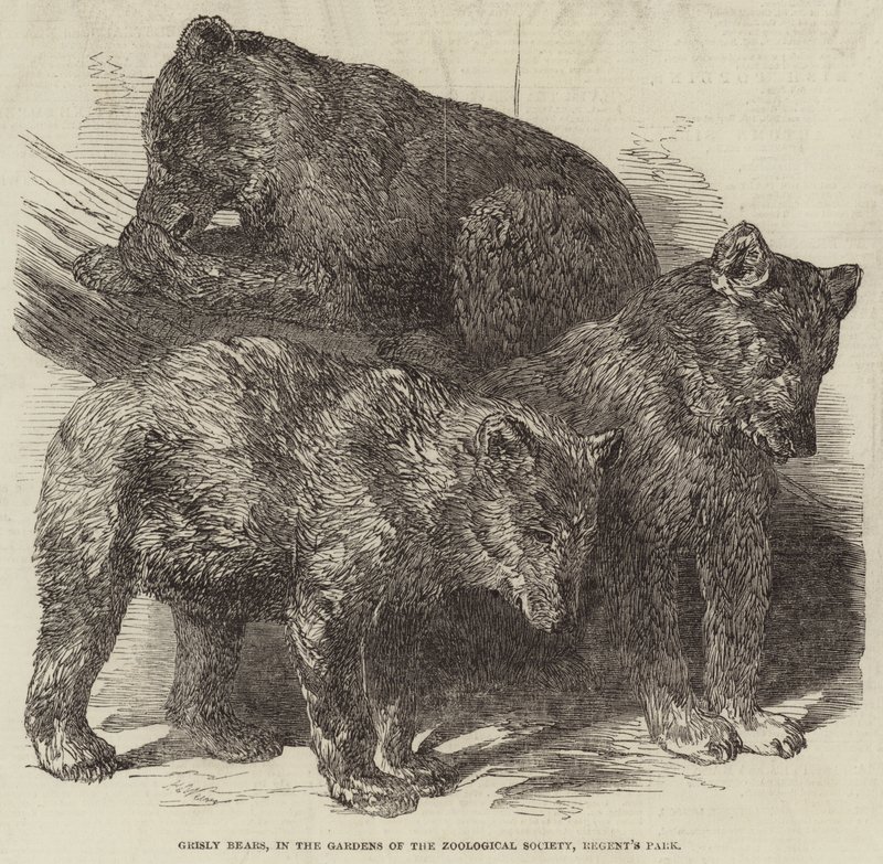 Grizzlybären in den Gärten der Zoologischen Gesellschaft, Regent