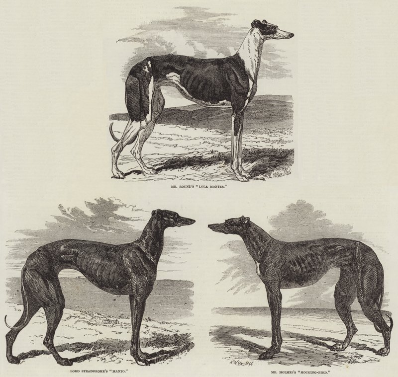 Newmarket Coursing Meeting von Harrison William Weir
