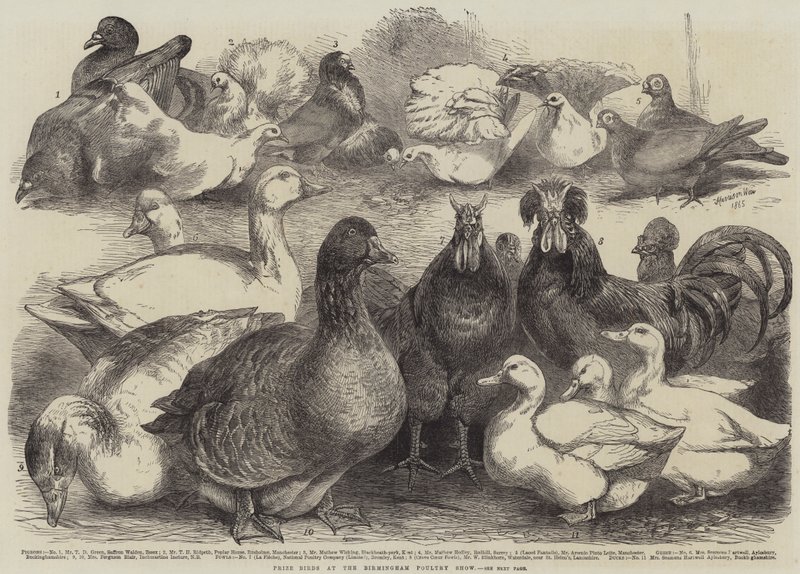 Preisvögel auf der Birmingham Geflügelschau von Harrison William Weir