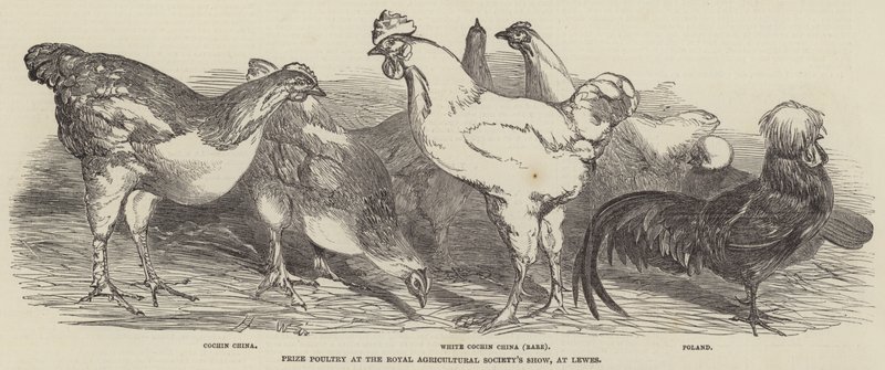 Preisgeflügel auf der Ausstellung der Royal Agricultural Society in Lewes von Harrison William Weir
