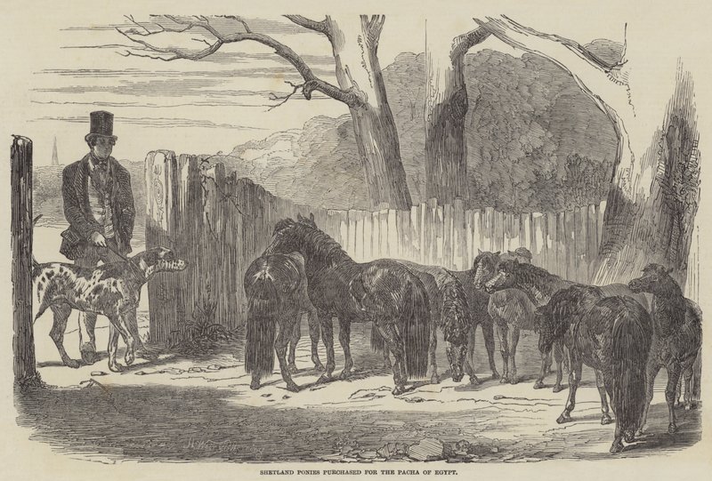 Shetlandponys, gekauft für den Pascha von Ägypten von Harrison William Weir
