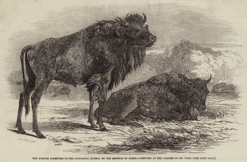 Der Auerochse, dem Zoologischen Garten vom Kaiser von Russland geschenkt von Harrison William Weir