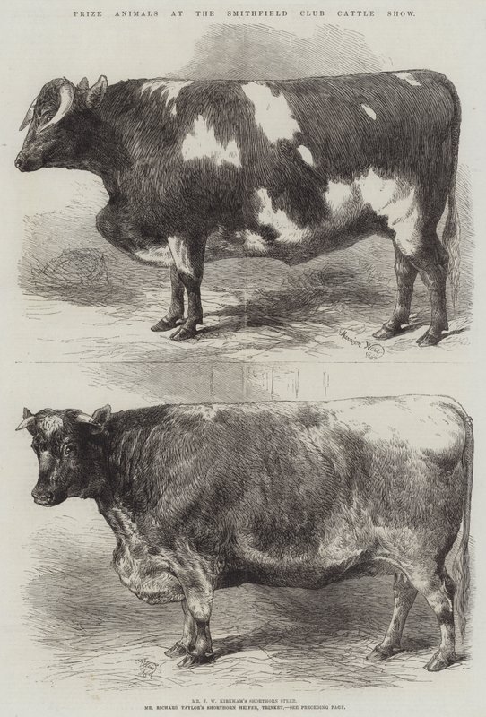 Preisgekrönte Tiere auf der Smithfield Club Viehschau von Harrison William Weir
