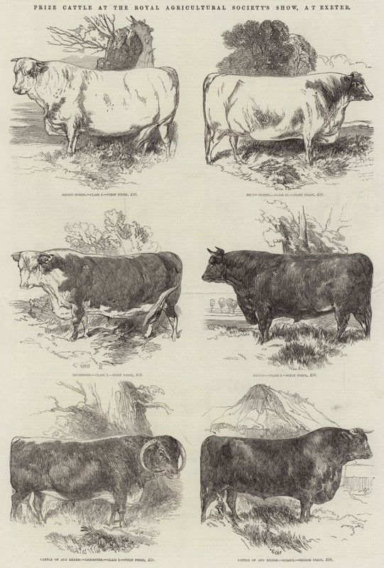 Preisgekrönte Rinder auf der Ausstellung der Royal Agricultural Society in Exeter von Harrison William Weir