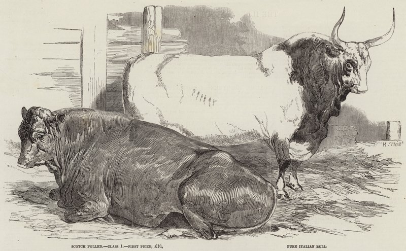 Preisrinder auf der Ausstellung der Royal Agricultural Society in Windsor von Harrison William Weir