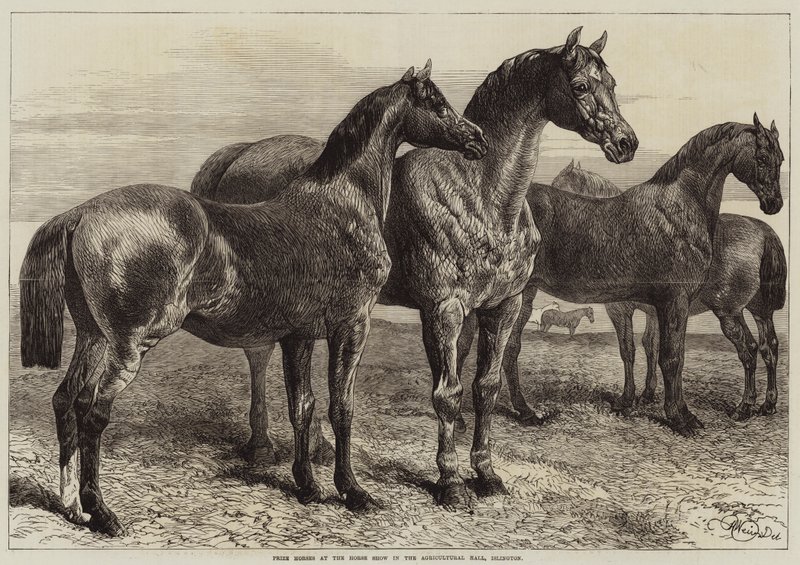 Preisgekrönte Pferde auf der Pferdeschau in der Agricultural Hall, Islington von Harrison William Weir