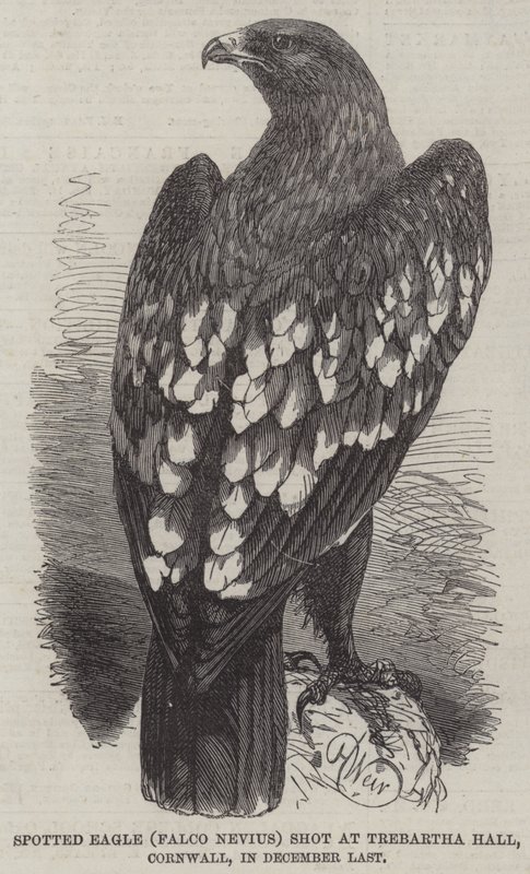Gefleckter Adler (Falco Nevius), geschossen in Trebartha Hall, Cornwall, im letzten Dezember von Harrison William Weir