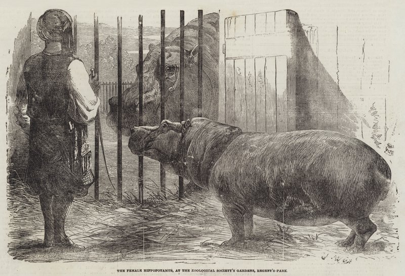 Das weibliche Nilpferd im Garten der Zoologischen Gesellschaft, Regent