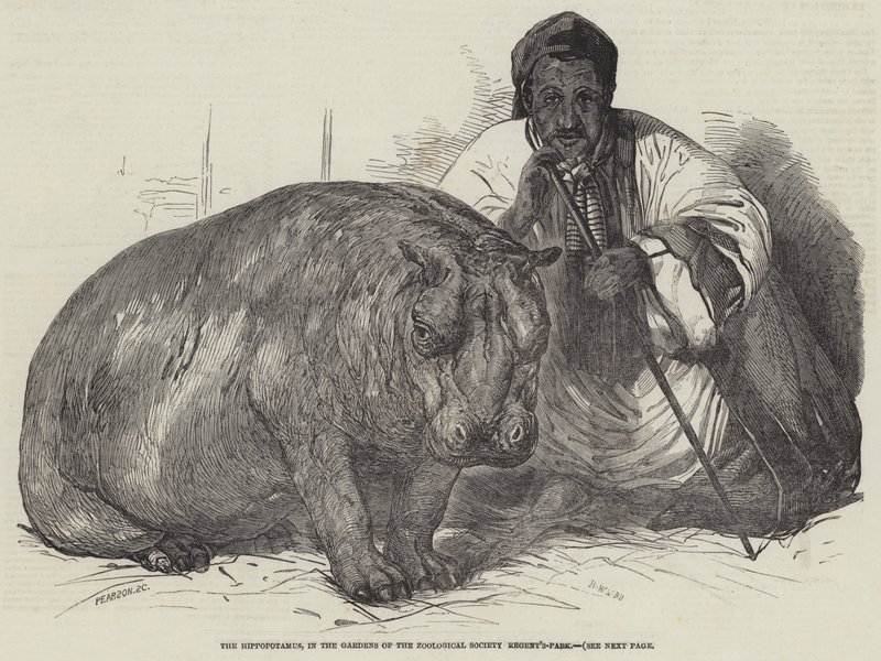 Das Nilpferd, in den Gärten der Zoologischen Gesellschaft, Regent