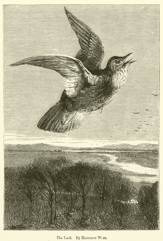 Die Lerche von Harrison William Weir