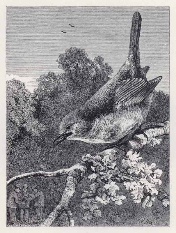 Der Robin beobachtet die Jungen mit dem Nest (Stich) von Harrison William Weir