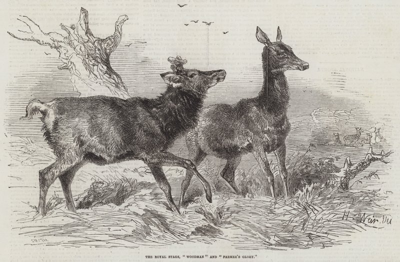 Die königlichen Hirsche, Waldmann und Bauernruhm von Harrison William Weir
