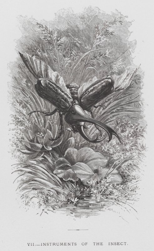 Das Insekt: Instrumente des Insekts von Hector Giacomelli