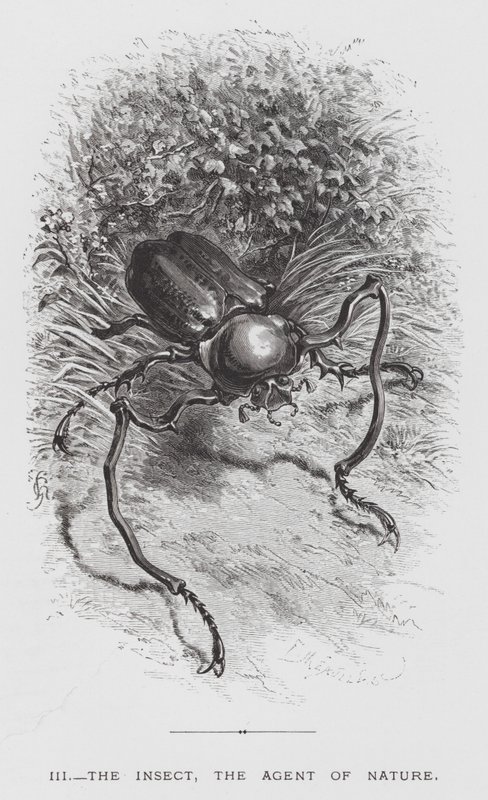 Das Insekt: Das Insekt, der Agent der Natur (Stich) von Hector Giacomelli