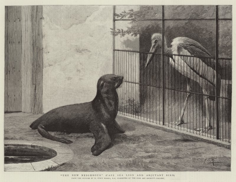 Der neue Nachbar, Kap-Seelöwe und Adjutantvogel von Henry Stacey Marks