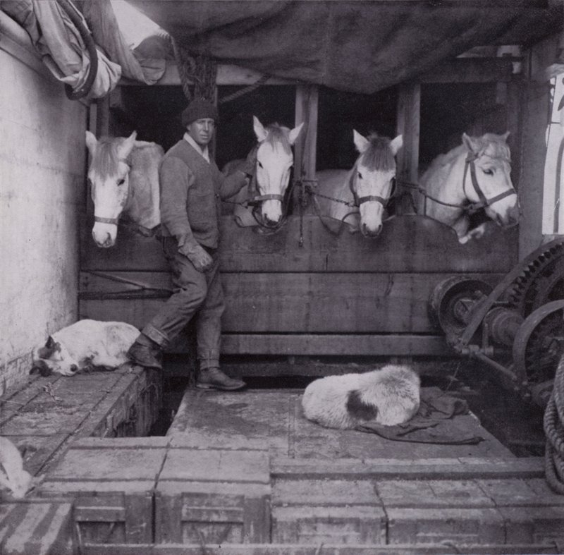 Captain Oates mit Ponys und Hunden auf See von Herbert Ponting