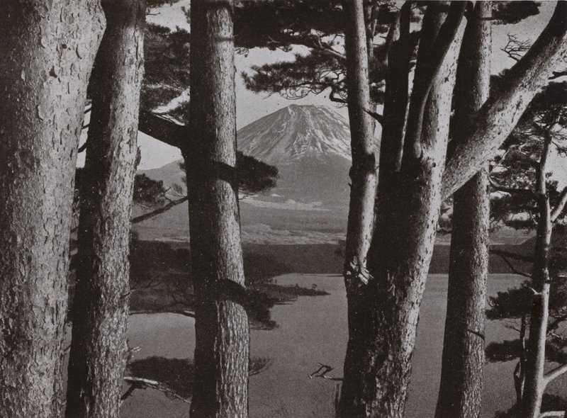 Fuji durch die Kiefern von Herbert Ponting