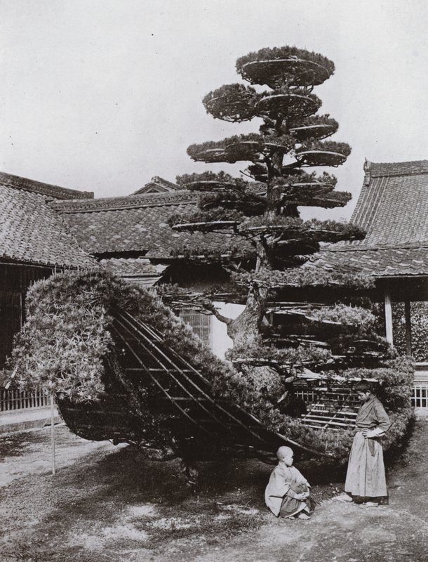 Die Kiefer-Junk bei Kinkakuji von Herbert Ponting
