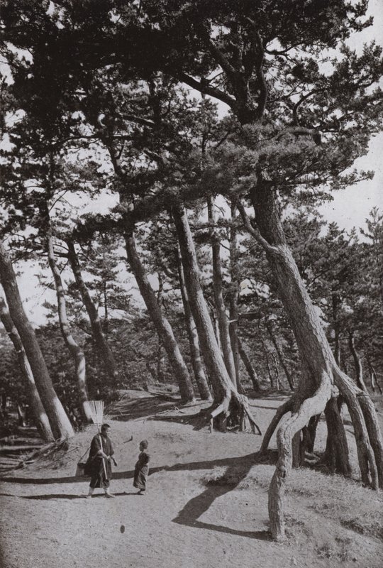 Die Kiefern von Shizu-ura von Herbert Ponting