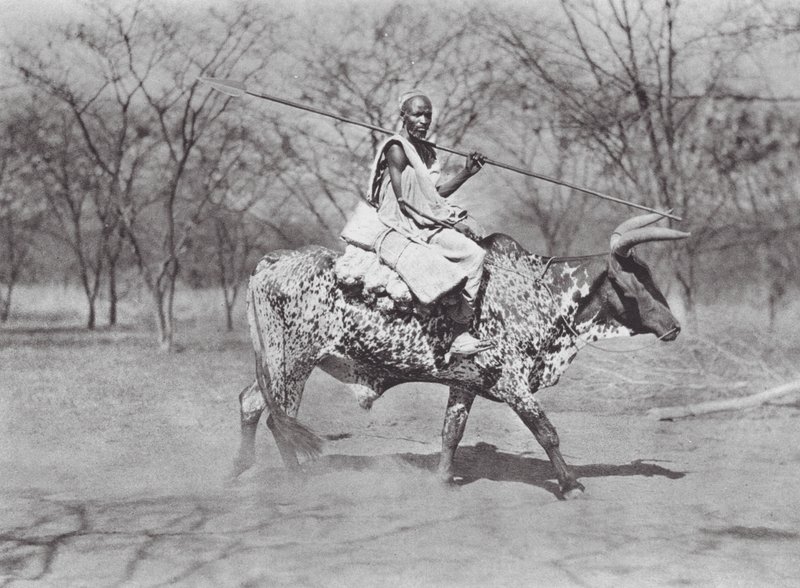 Afrika: Aulad Hamid Ochsenreiter von Hugo Adolf Bernatzik