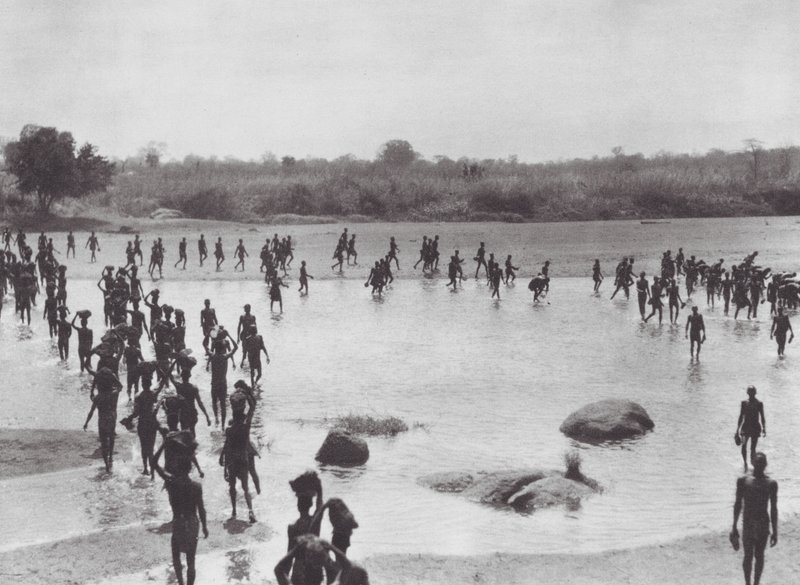 Afrika: Morus baut eine Brücke in der Nähe von Amadi von Hugo Adolf Bernatzik