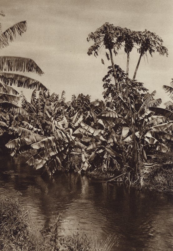 Mexiko: Bananen und Papayas, Bundesstaat Vera Cruz von Hugo Brehme