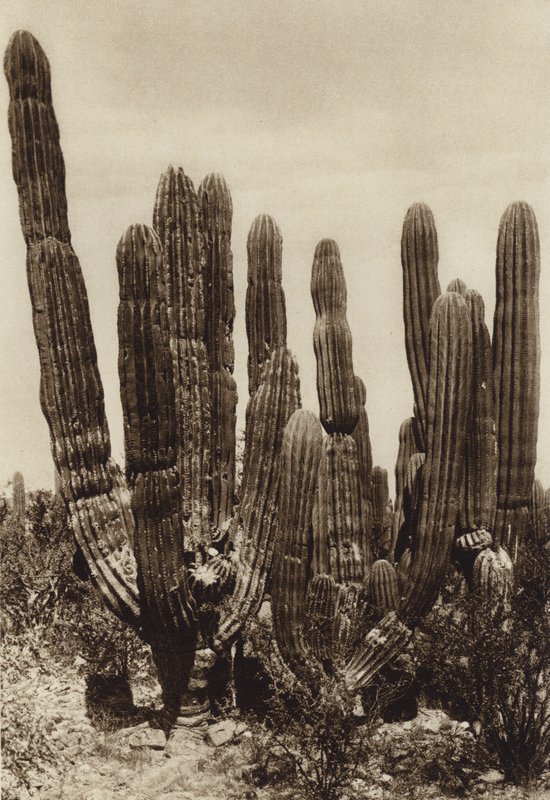 Mexiko: Guaymas, "Cereus Pringlei", Bundesstaat Sonora von Hugo Brehme