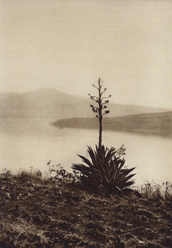 Mexiko: Ufer des Chapala-Sees mit blühenden Agaven von Hugo Brehme